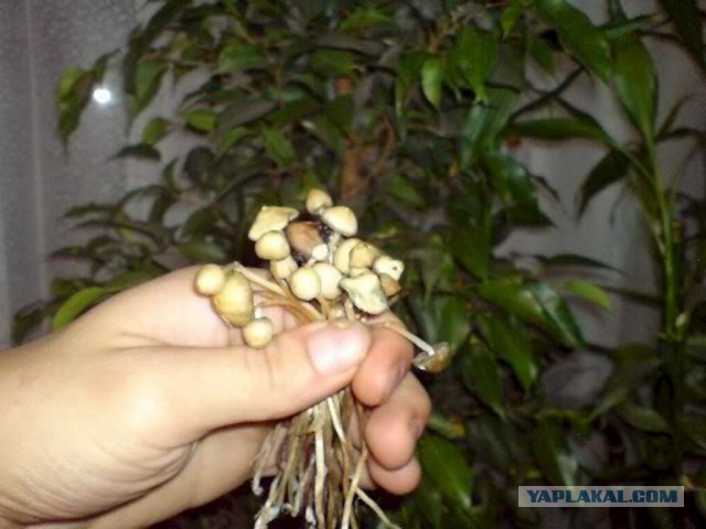 Украина! Революция победила! Чтоб Вам всем так жить!