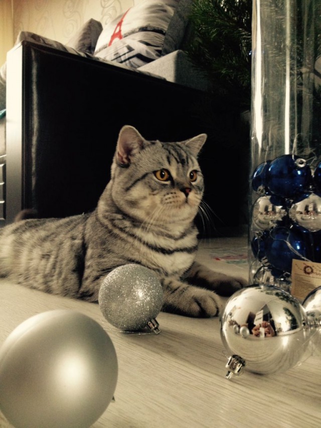 Коты и Кошки
