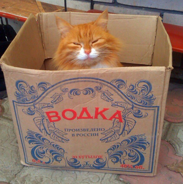 Коты и Кошки