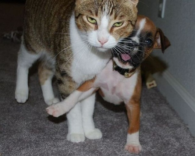Коты и Кошки