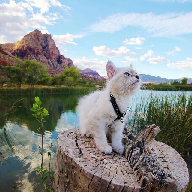 Коты и Кошки