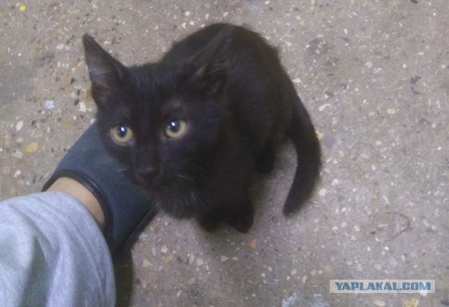 Котовторник 31.10.2017