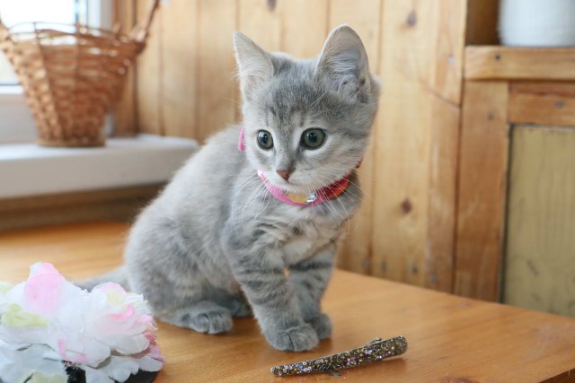 Коты и Кошки