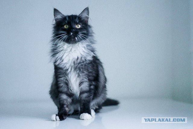 Котовторник 9.01.2018