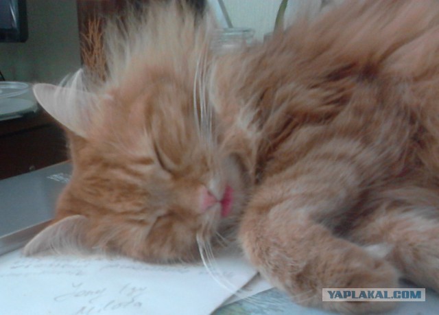Котовторник 30.01.2018