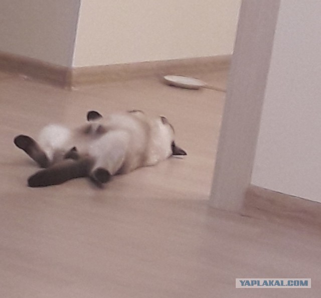 Котовторник 22.05.2018