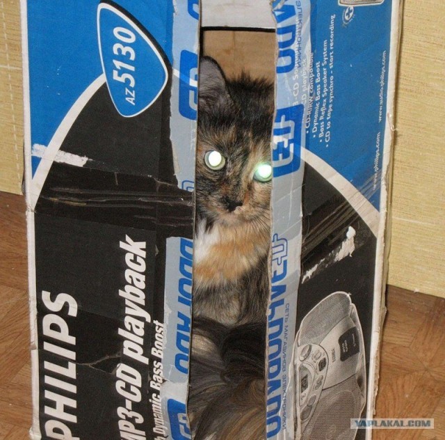 Котовторник на ЯПлакалъ: Кото и кто-то!