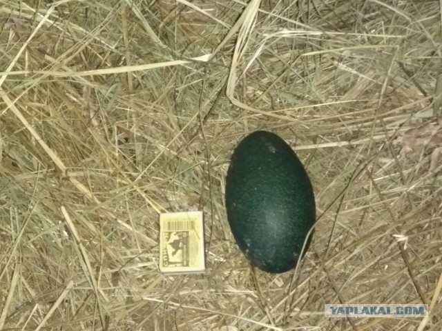 Прикольные комментарии и высказывания из Сети