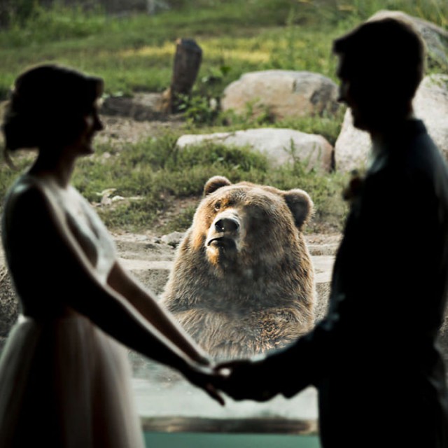 Реакция медведя на поцелуй новобрачных развеселила интернет.
