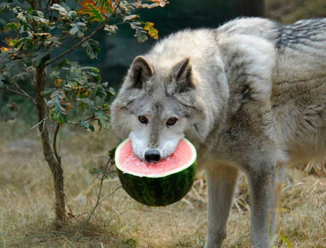 Живность из сети