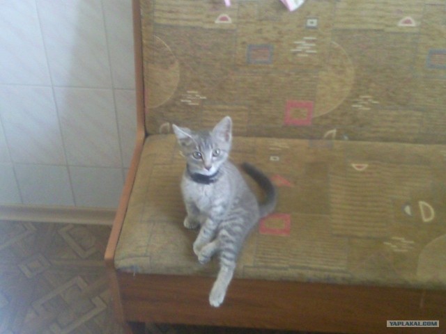 Кот ест дыню!