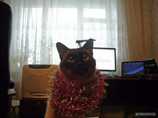 Первый КОТОВТОРНИК 2012
