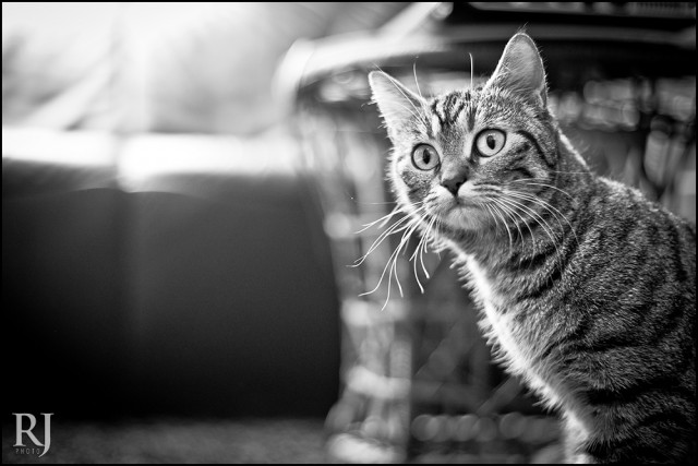 Котовторник (21.02.2012)