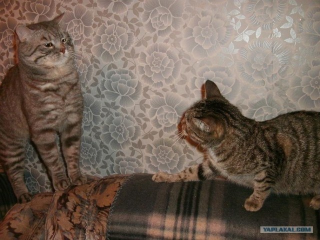 Котовторник (15.05.2012)