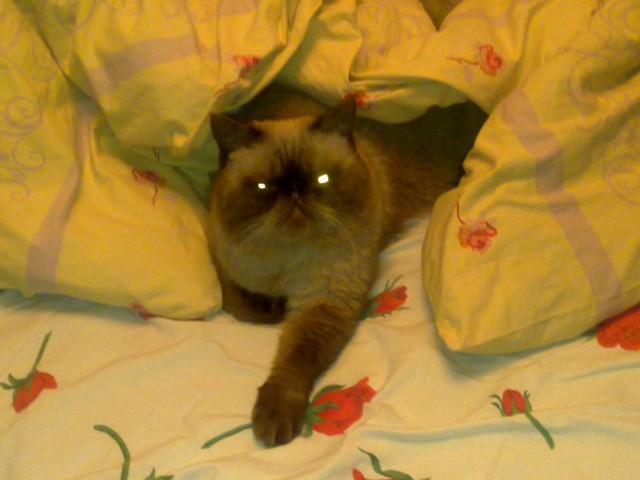 Котовторник 03 07 2012