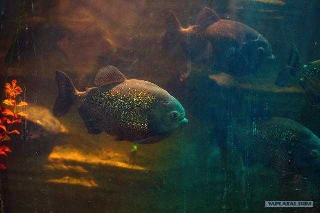 Московский зоопарк