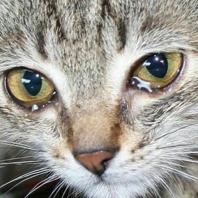 В Москве завелись кэтхантеры