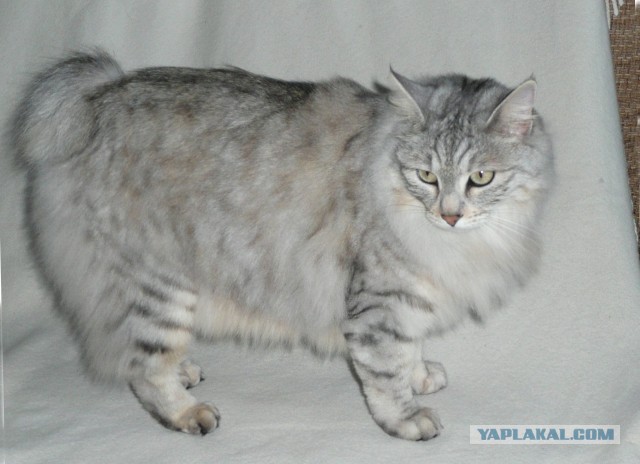 Названы самые популярные породы кошек в России