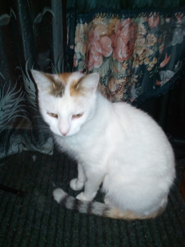 Забавные фото котеек