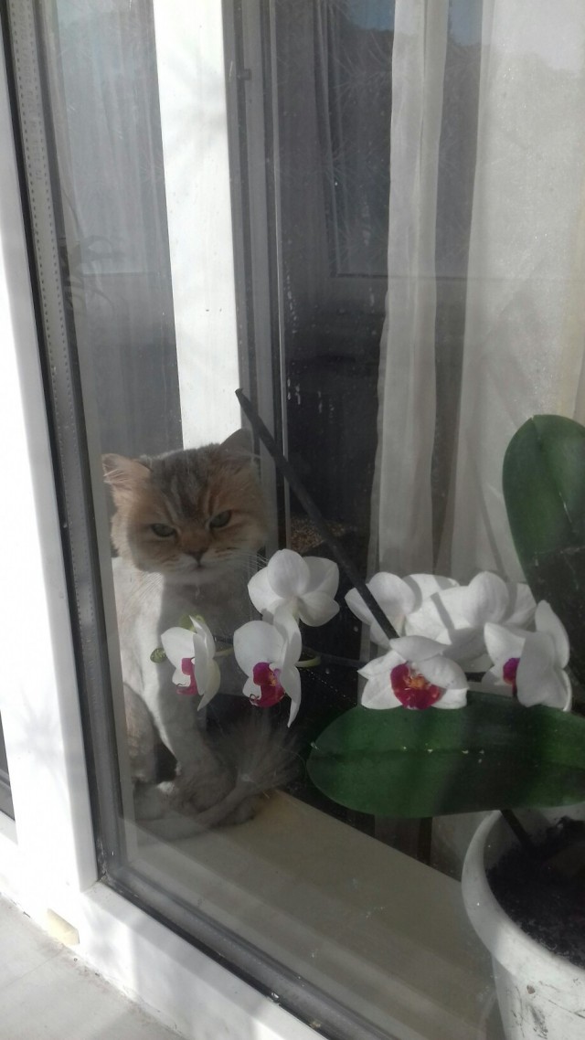 Забавные фото котеек