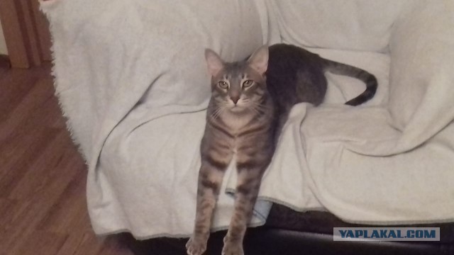 Начнем котоФторник?
