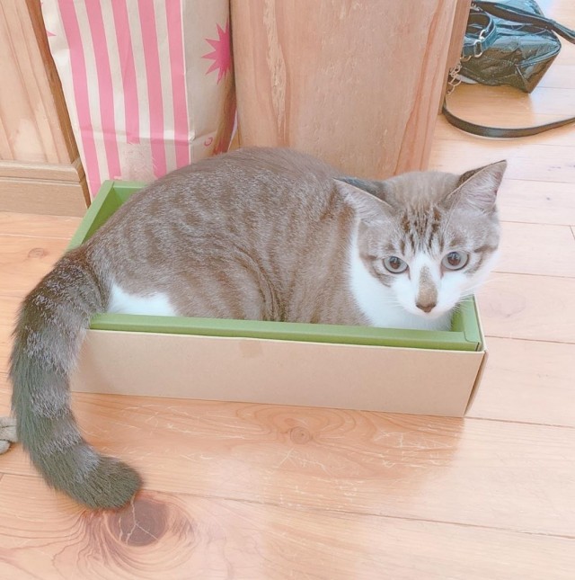 Забавные картинки с котами из сети