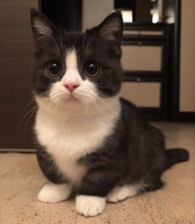 Котофеев пост
