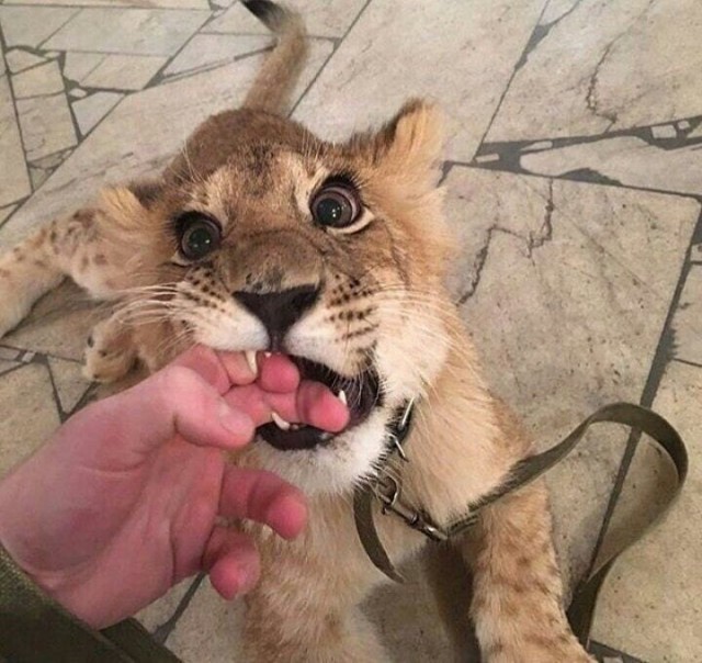 Эти забавные животные
