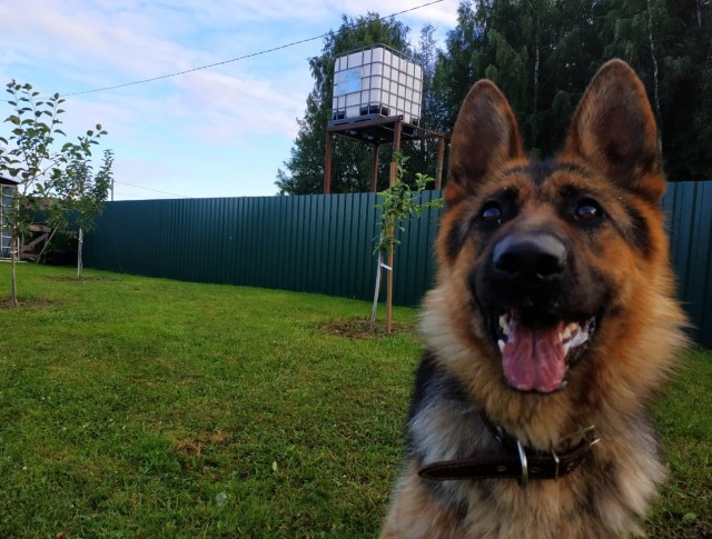 Победители конкурса фотографии Comedy Pet Photo Awards 2020