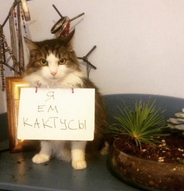 Подборка забавной живности