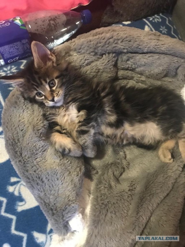 Моя красотка