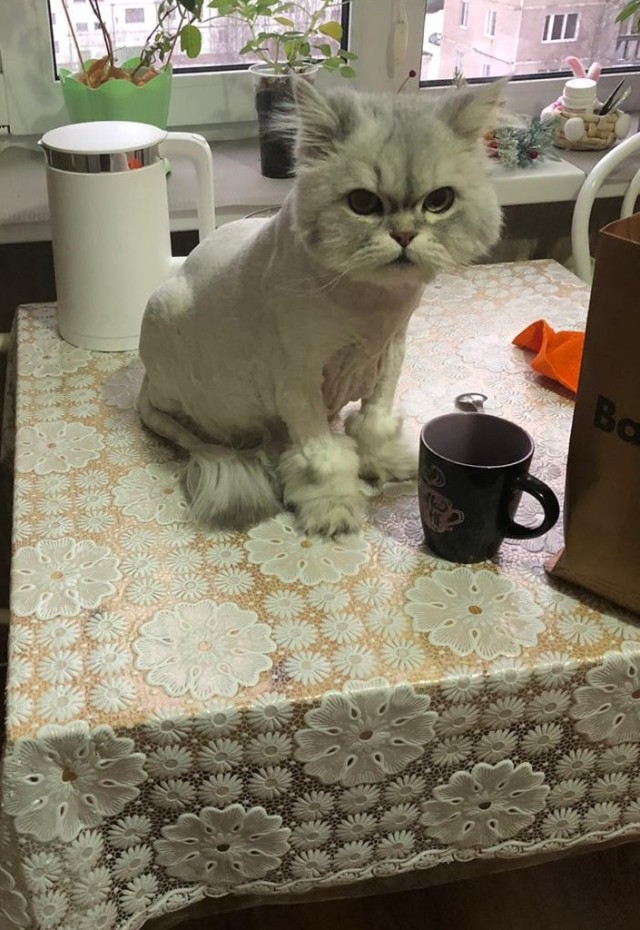 Котовторнику посвящается