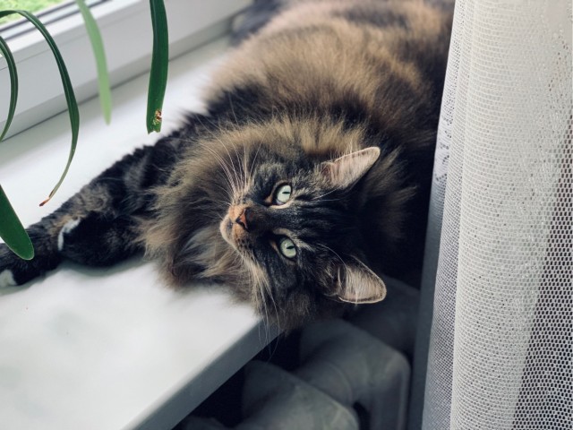 Расчехляем гладильники! - норвежский лесной уже тут