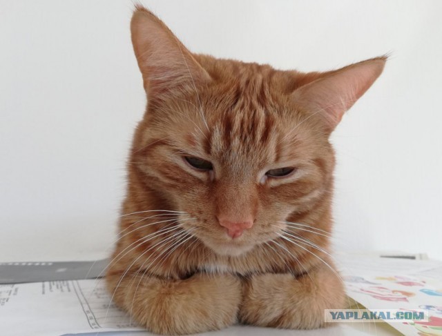 Вторник. Кото-вторник...