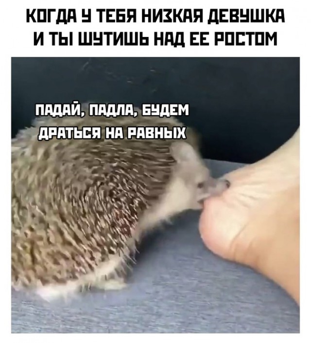 Картинки и мемы для настроения 16.06.2021