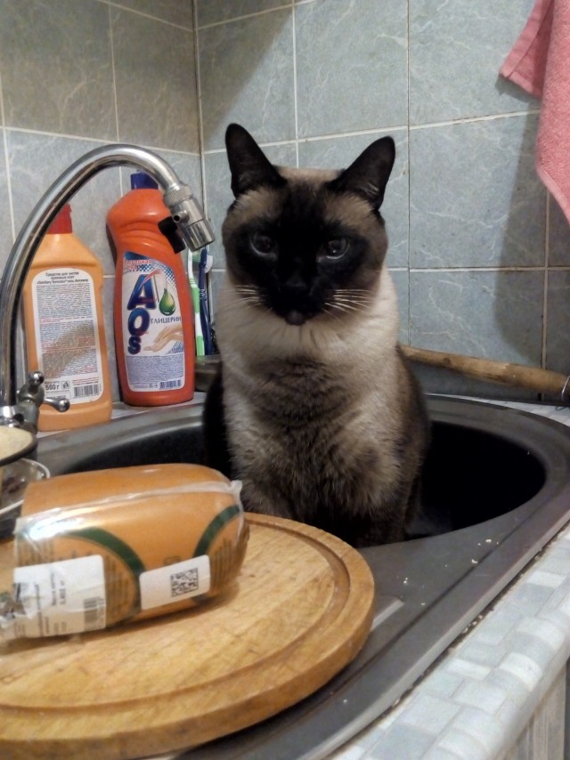 Котовторник 21.12.21