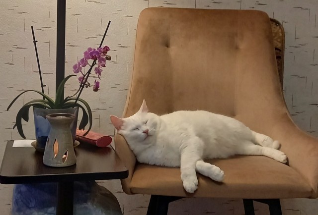 Ну, поехали в котоввторник!