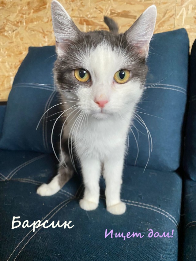 Жизнь домашнего приюта "Котоленд" 329