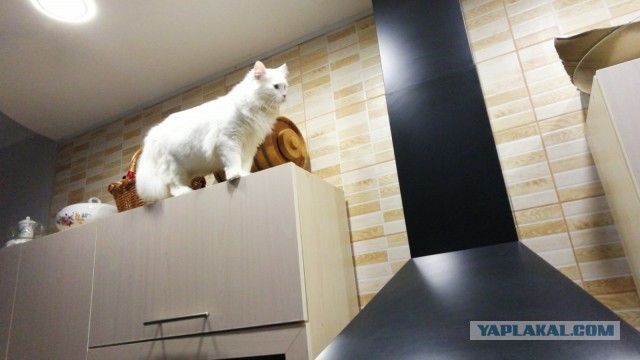 С праздником и котофторником!