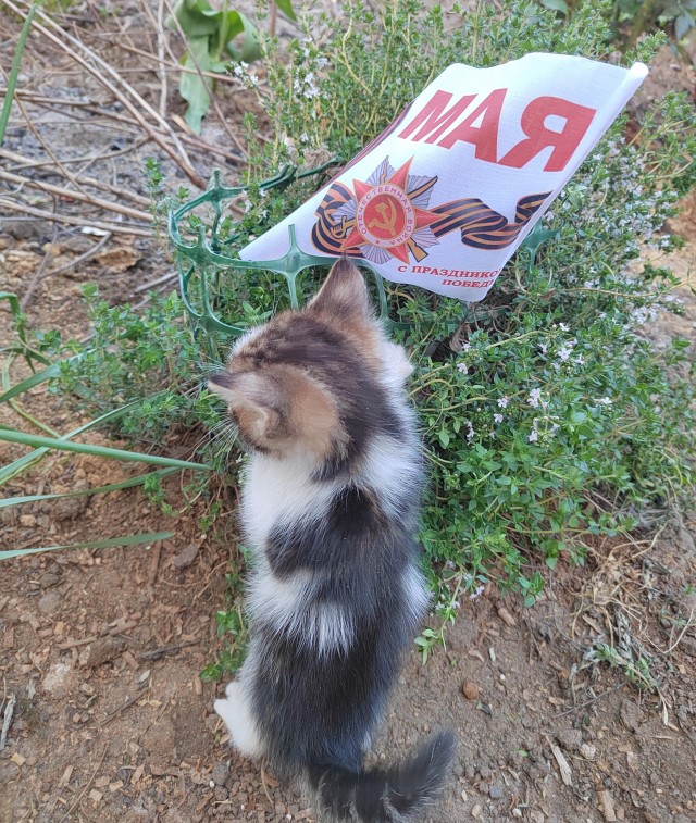 Они для нас - страница в жизни... Котовторник.