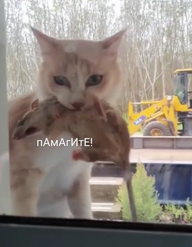 Хозяин, открывай, - я тебе покушать принёс!