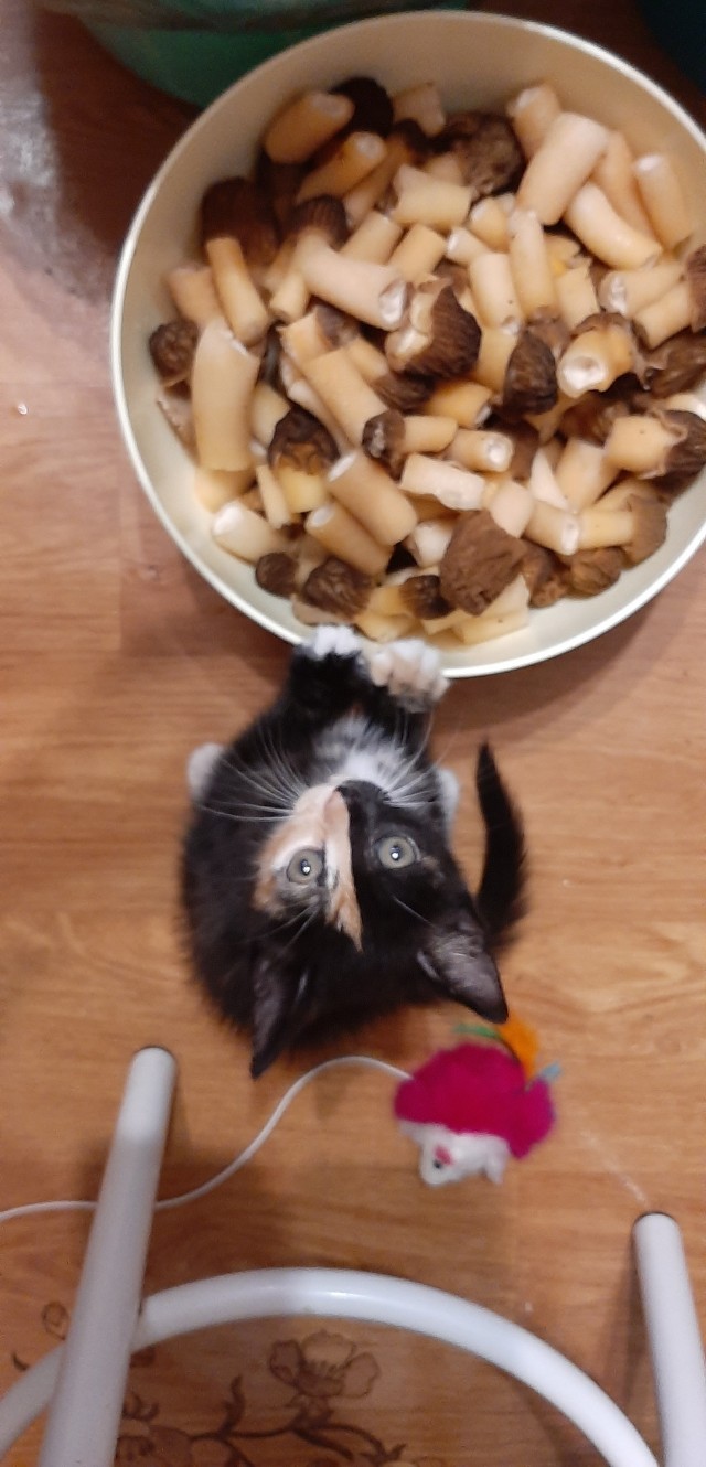 А вот и котовторник 24.05.2022