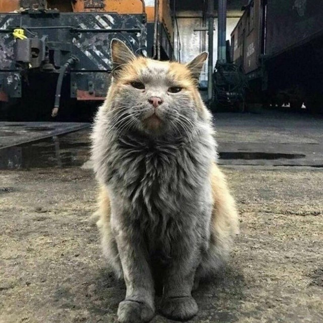 Коты ишачат на заводе