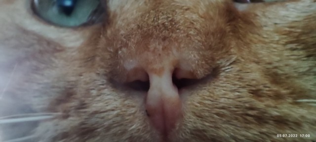 Котовторник 1.11.22