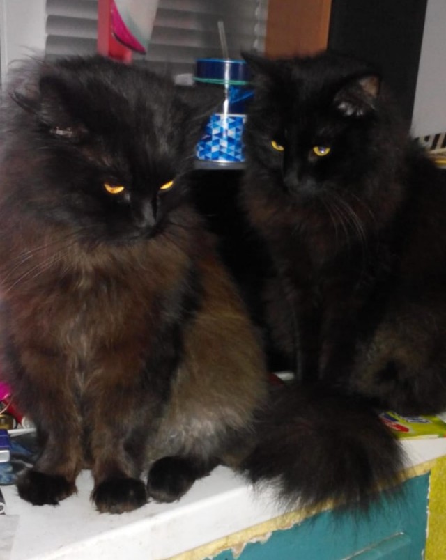 Котовторник, пополнение