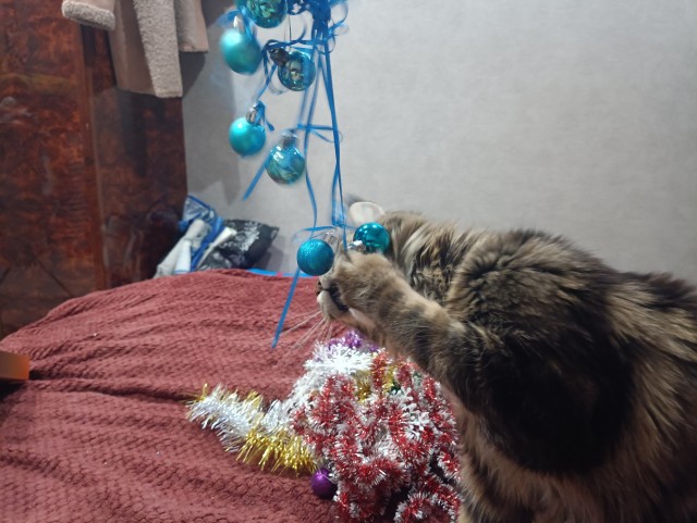 Кошка