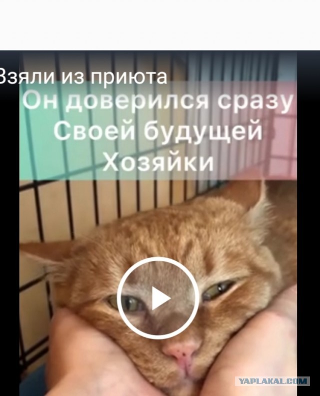 Котейку забрали из приюта