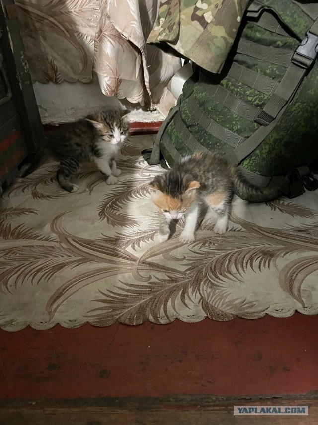 Тактический кот.