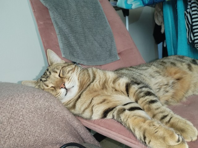 Начинаем котофторник?