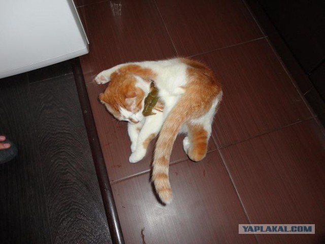 Котовторник 16.04.2013